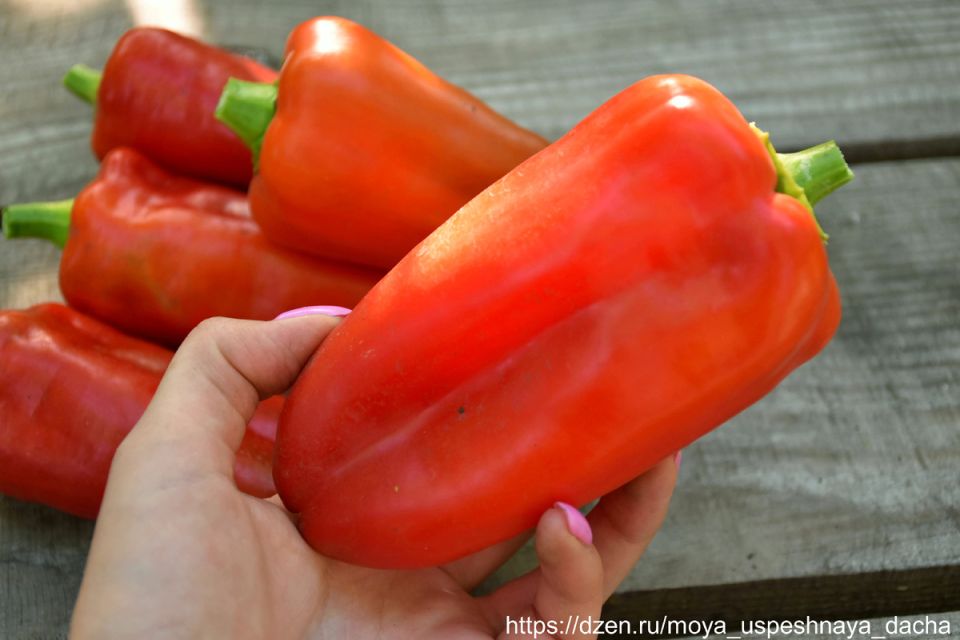 Перец Бутуз: новый герой вашего огорода с безупречным урожаем
