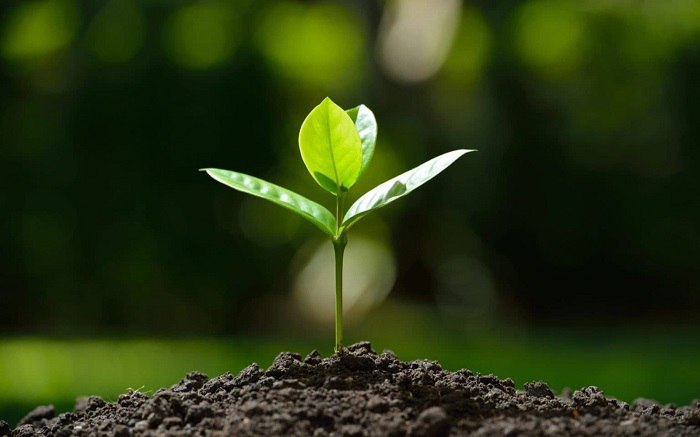 Студентка из Башкирии создала препарат, очищающий почву от нефти