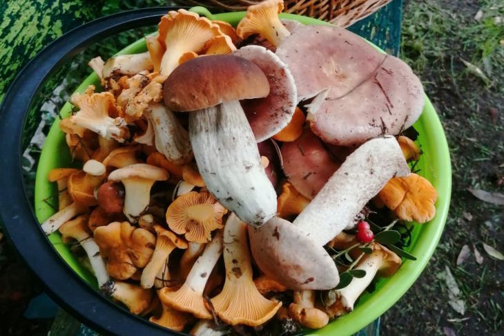 Сытная и вкусная: как приготовить грибную икру из лисичек — рецепт от кулинара