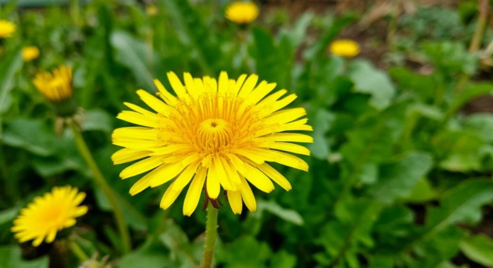 Как одуванчик становится настоящим помощником в саду