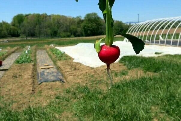 Почему редиска капризничает: основные ошибки огородников и советы по уходу