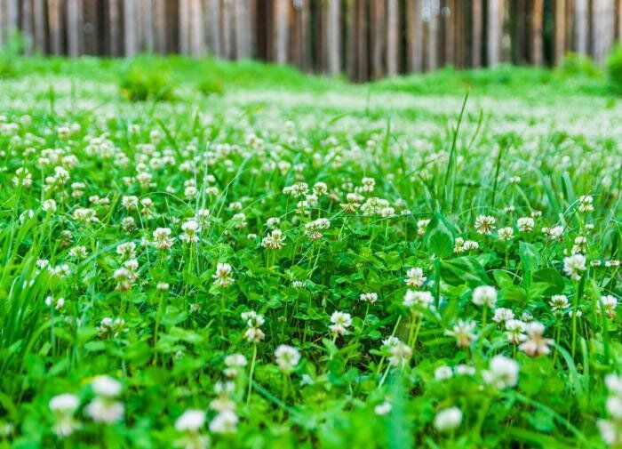 Как восстановить газон после зимы: советы по уходу и предотвращению проплешин