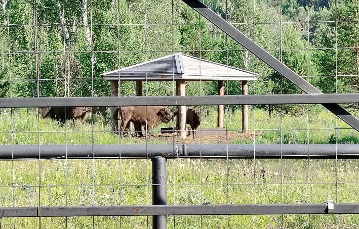 В Башкирию привезут ещё девять зубров из Беларуси