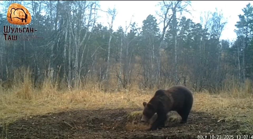 Медведи из заповедника Шульган-Таш не ушли в спячку