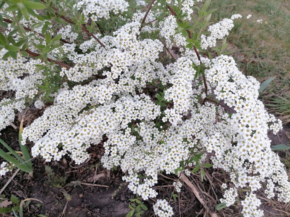 Неприхотливые красавицы весеннего сада: три сорта спиреи для вдохновения