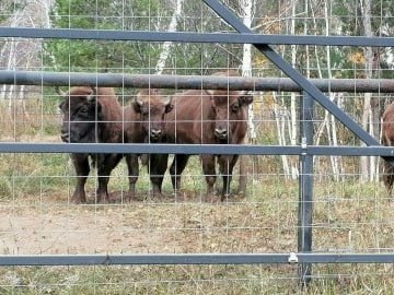У башкирских зубров пополнение