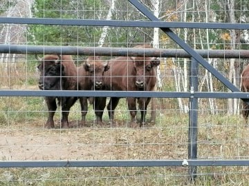 У башкирских зубров пополнение