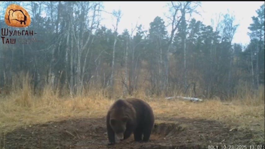 Из-за аномально теплой погоды медведи в Башкирии не могут уйти в спячку