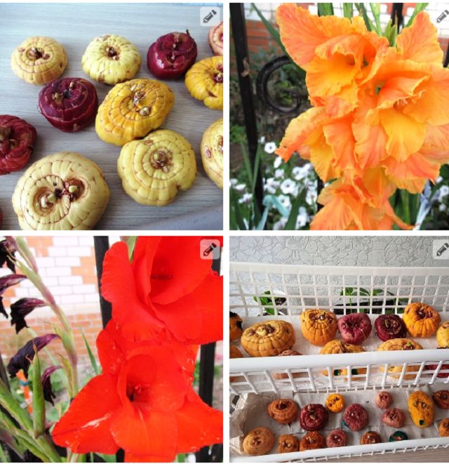 Секреты весеннего проращивания гладиолусов и ацидантеры