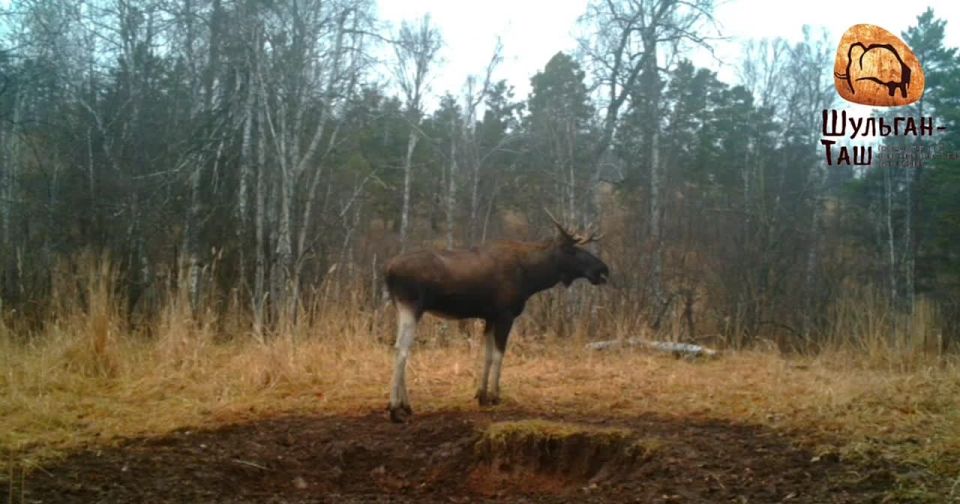 Бесснежная зима — стресс для диких животных
