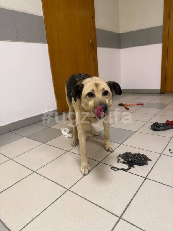 За день спасли двух животных