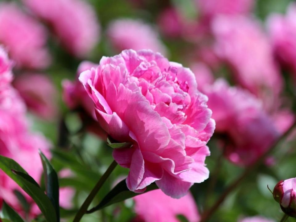 Ошибки, которых стоит избегать при посадке пионов: советы для начинающих садоводов