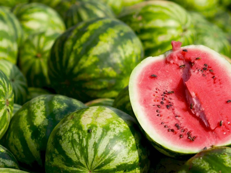 Как вырастить сладкие арбузы на даче: простые секреты для дачников