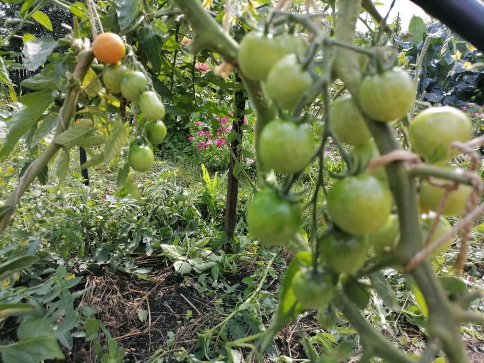 Как вырастить вкусные помидоры в Сибири без теплиц: секреты агрономов