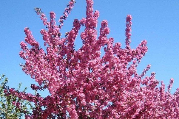 Яблоня Бренди Мэджик: Уникальная красота и непревзойденный вкус