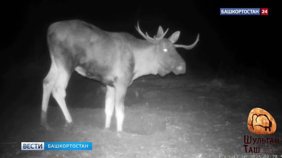 В Башкортостане фотоловушка запечатлела хромого лося с асимметричными рогами