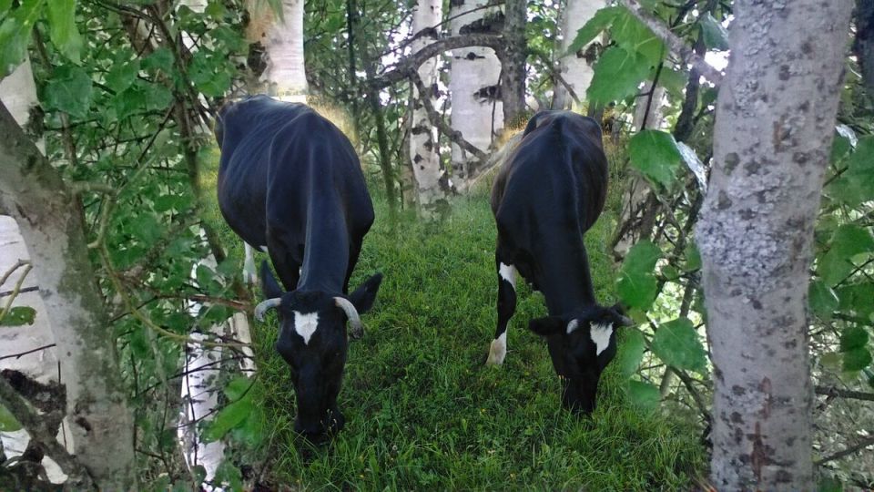 Как распознать и лечить послеродовые болезни у сельскохозяйственных животных