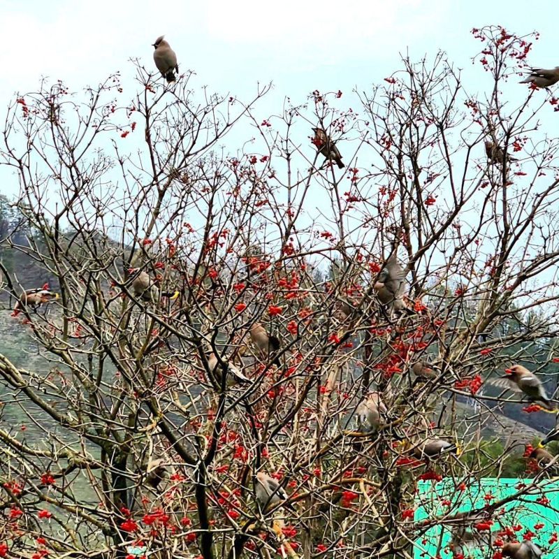 Предвестники зимы. В деревню Иргизлы прилетели свиристели и стали лакомиться ягодами