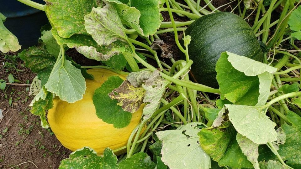 Как подкармливать тыкву в июне: секреты успешного урожая
