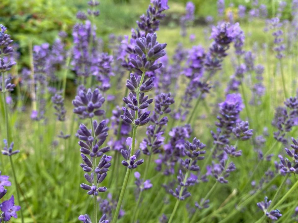 Размножение лаванды: шаг за шагом к успеху