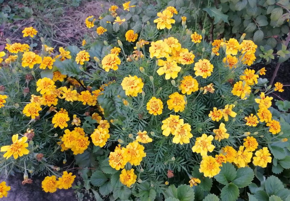 Бархатцы: яркие акценты в саду