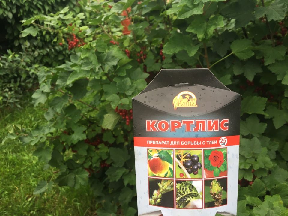 Как инсектицид Кортлис спас смородину от гнетущей галловой тли