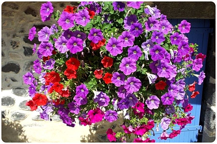 Цветущие шары: секреты выращивания ампельных петуний для вашего сада