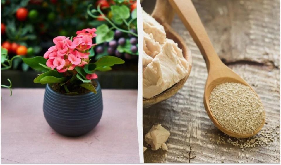 Как сахар и дрожжи превращают ваши комнатные цветы в настоящие шедевры