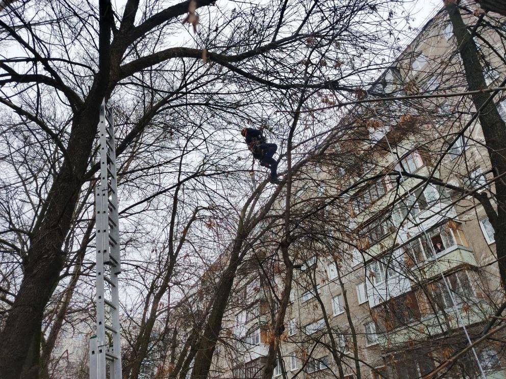 В Уфе спасли кота, 3 дня просидевшего на дереве В Уфе спасли кота, 3 дня просидевшего на дереве