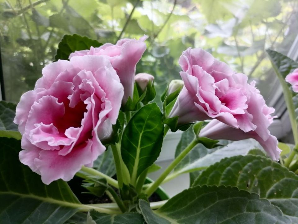 Тайны тенелюбивых комнатных растений: 8 видов для вашего дома