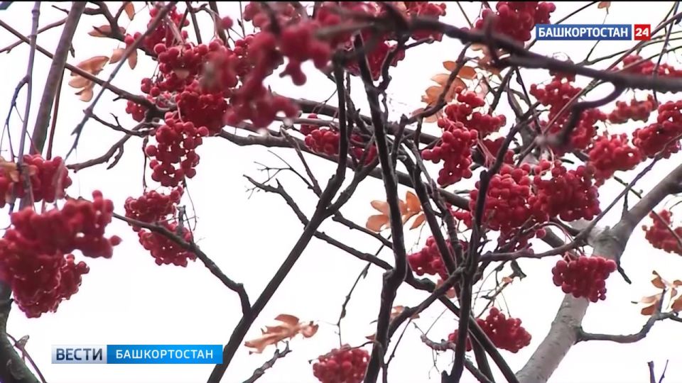 Мокрый снег и гололедица: синоптики дали прогноз погоды на 4 декабря