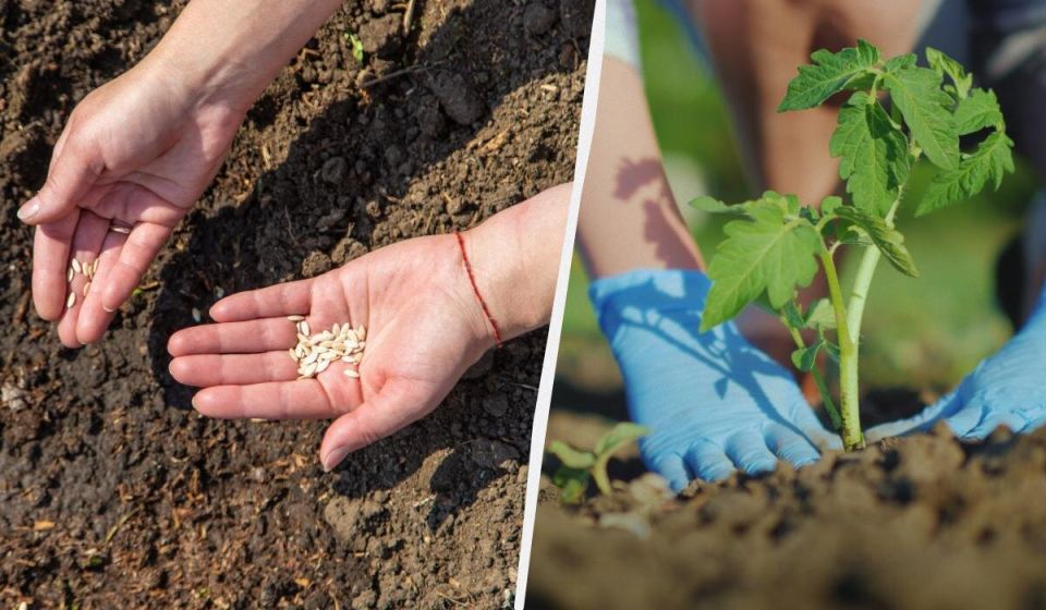 Май на огороде: чем заполнять грядки до конца месяца