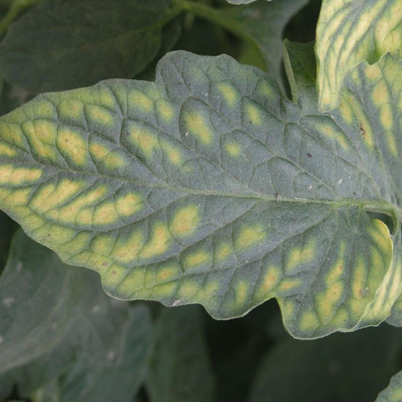 Как правильно выбрать время для посева рассады и вырастить богатый урожай