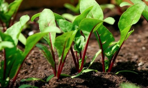 Как вырастить сладкую свёклу: 4 шага к идеальному урожаю