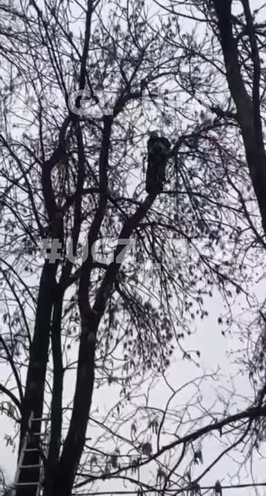 Просидела на ветке всю ночь