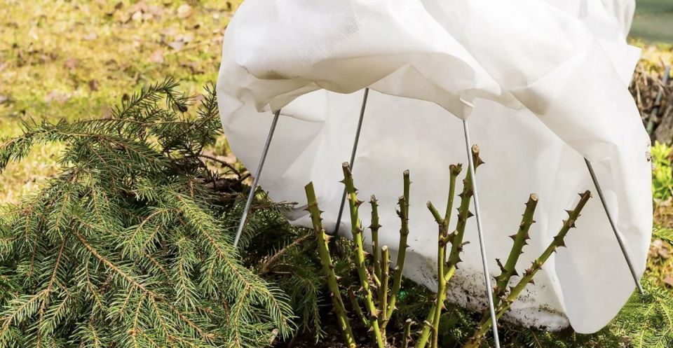 Как подготовить растения к зиме: полезные советы для садоводов