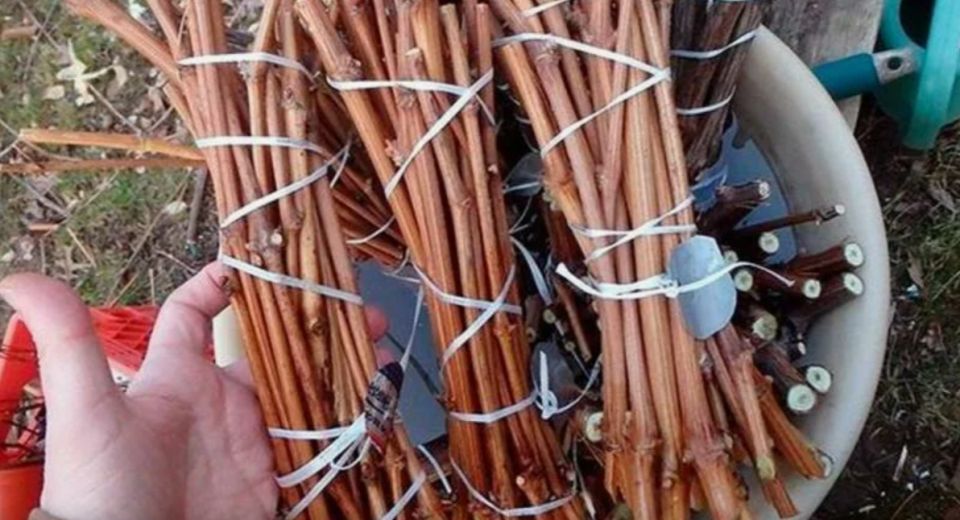 Не выбрасывайте ветки! Заготовка черенков в ноябре: ваш шанс создать бесплатные саженцы