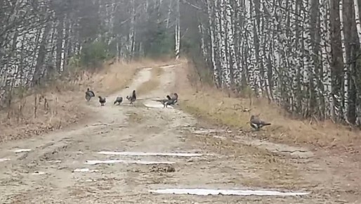 Глухари ели камни. Инспектор зоологического заказника «Асебар» запечатлел необычную трапезу в Бурзянском районе