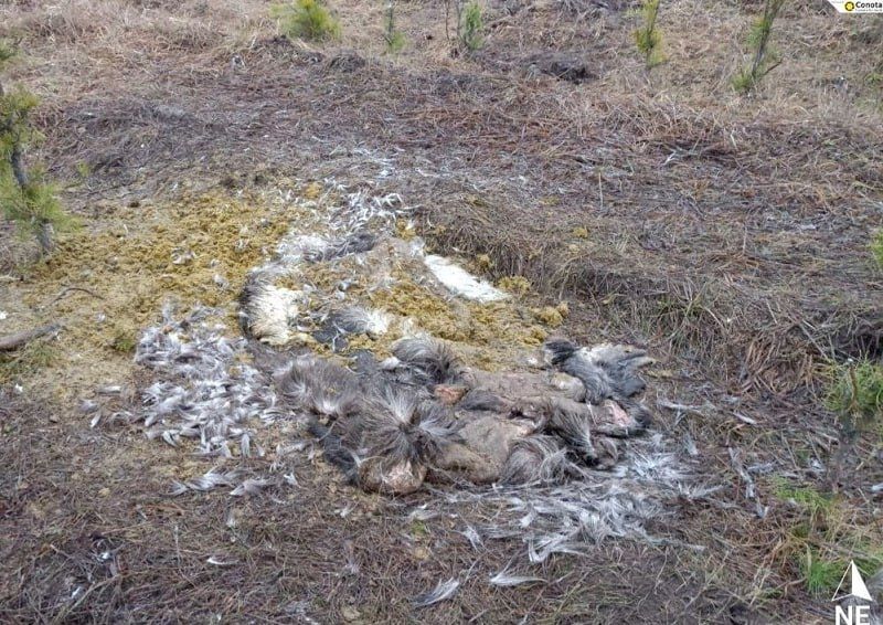 В заказнике «Бирский» браконьеры убили лося