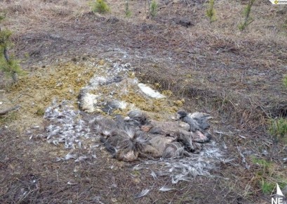 В заказнике «Бирский» браконьеры убили лося