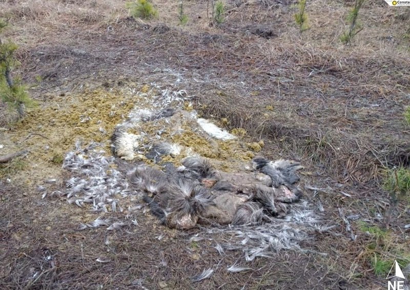 В заказнике «Бирский» браконьеры убили лося