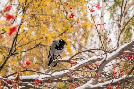 По данным Башгидромета, 7 декабря на территории республики ожидается облачная погода с прояснениями