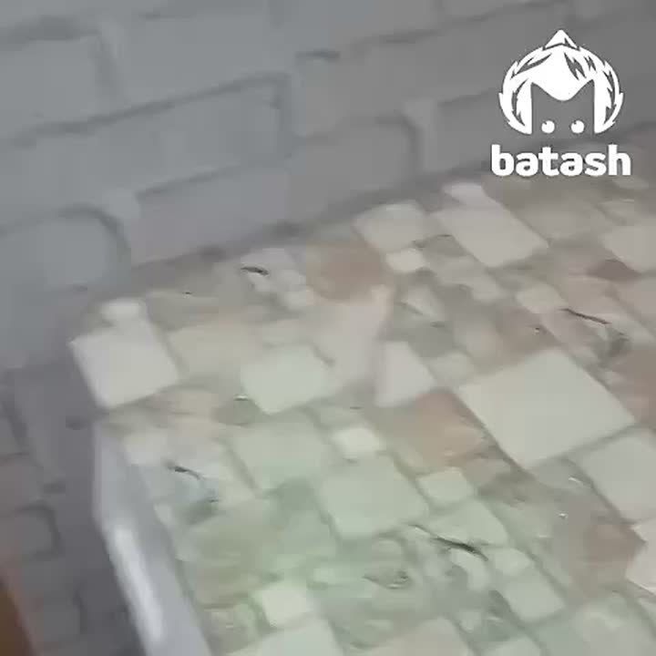 Пачка пятитысячных купюр в кошельке выскочила из желудка коровы в Гафурийском районе