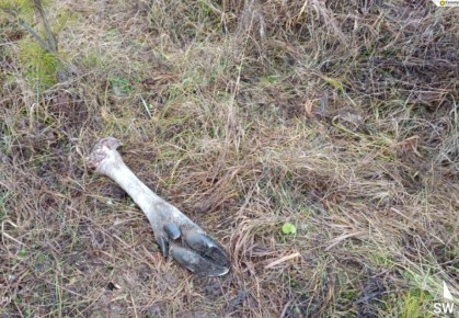 В Башкирии нашли останки лося