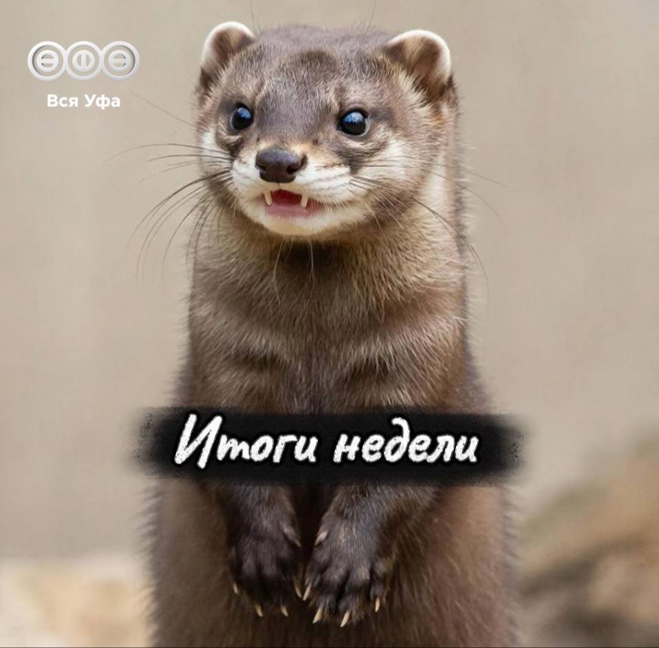 Итоги прошедшей недели. Инорс ждет преображение Уфимцы могут отправить письмо Деду Морозу Прямая линия с мэром Воспитателя детсада признали виновной в нанесении побоев детям 38 новых остановок появятся в Уфе в ближайшее...