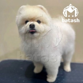 Изверги застрелили маленького шпица в Альшеевском районе