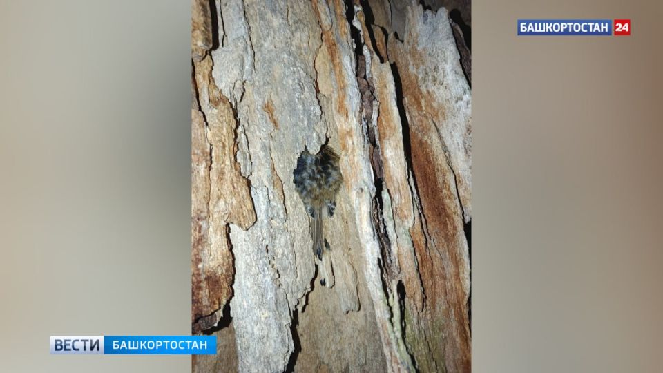 В Башкортостане сотрудник заповедника обнаружил птицу, спрятавшуюся в коре дерева