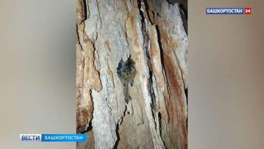 В Башкортостане сотрудник заповедника обнаружил птицу, спрятавшуюся в коре дерева