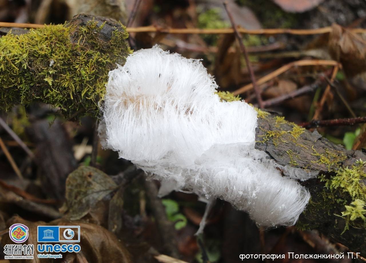 Редкое явление в геопарке «Янган-Тау» Редкое явление в геопарке «Янган-Тау»