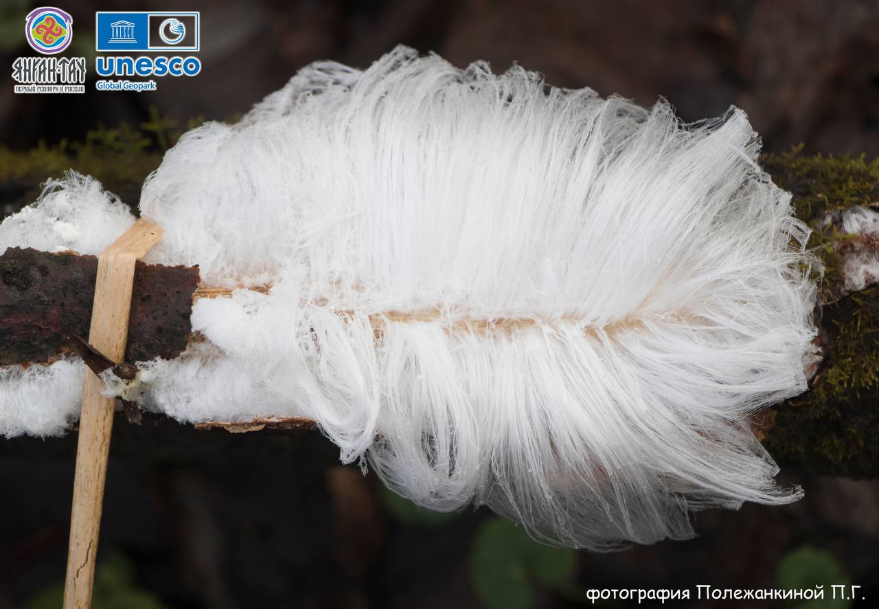 Редкое зимнее чудо. В геопарке «Янган-Тау» заметили волосатый лед Редкое зимнее чудо. В геопарке «Янган-Тау» заметили волосатый лед